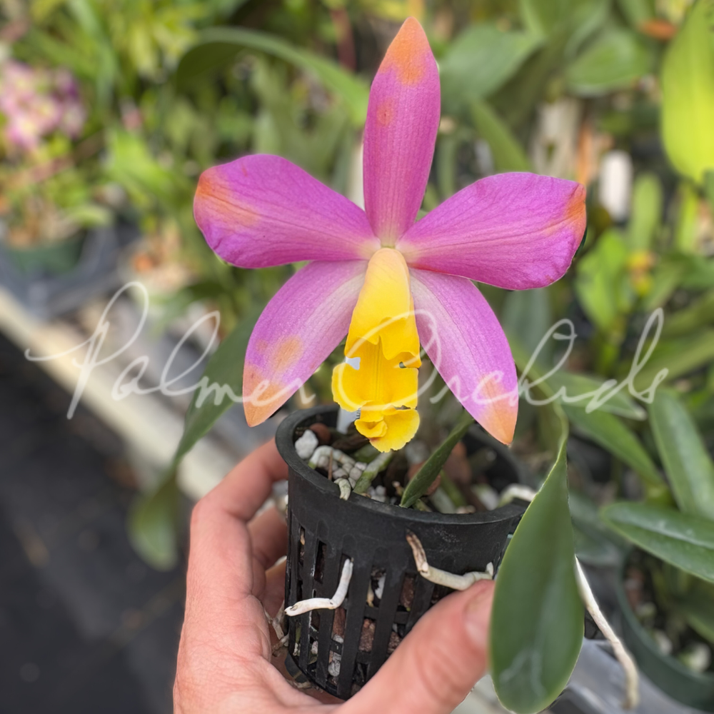 Ctt. Magic Bell — Palmer Orchids